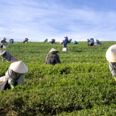 お茶っ葉は生で食べると美味しい！食べ方や注意点を解説